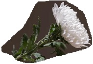 begrafenischrysanthemum-5253660_960_720