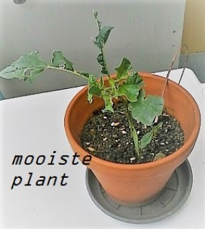 plantmooiste20210708_190155_resized